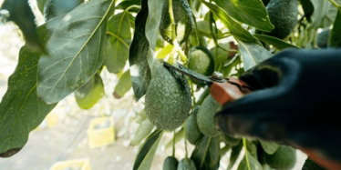 harvesting-hass-avocados-farmer-cutting-600nw-2276434561.jpg